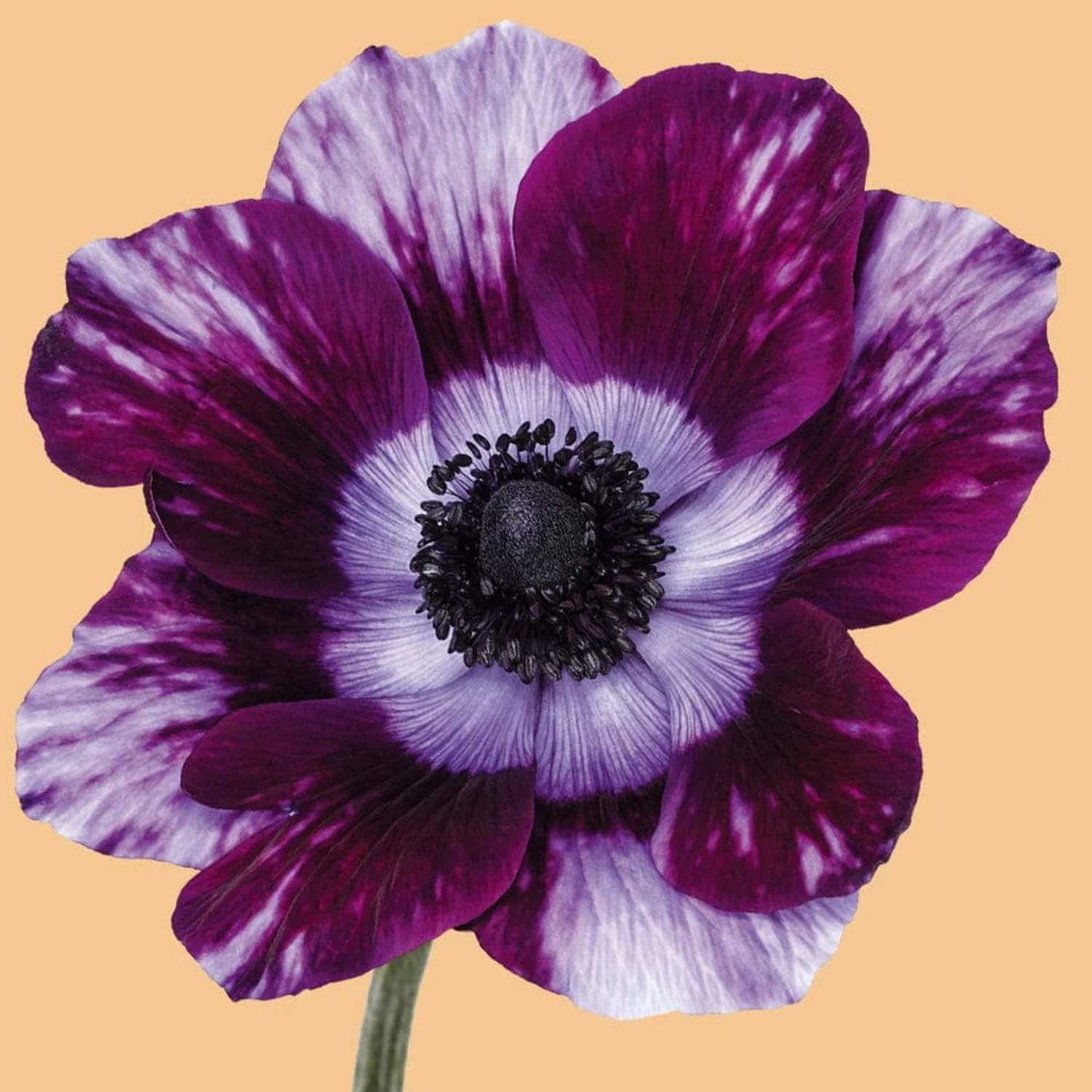 Anemone 'Tigre® Wine'
